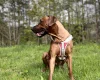 Rhodesian Ridgeback