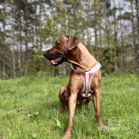 Rhodesian Ridgeback