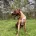 Rhodesian Ridgeback