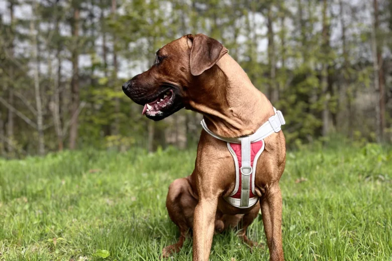 Rhodesian Ridgeback