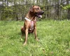 Rhodesian Ridgeback