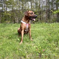 Rhodesian Ridgeback