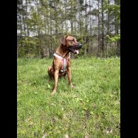 Rhodesian Ridgeback