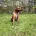 Rhodesian Ridgeback