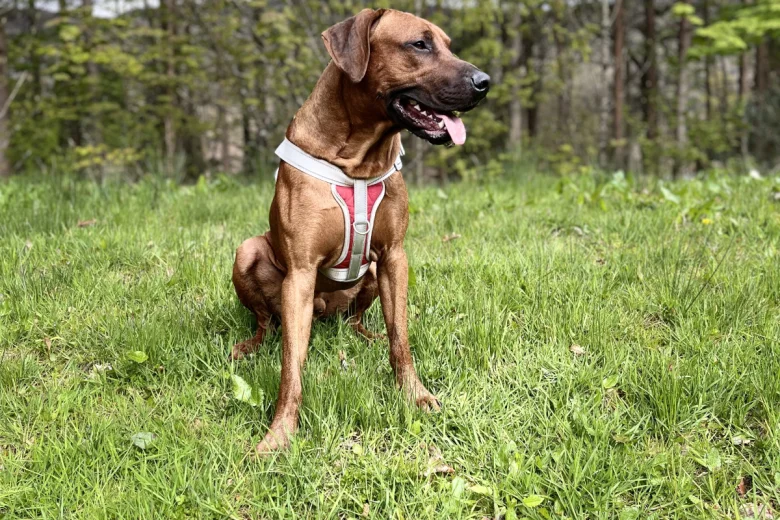 Rhodesian Ridgeback