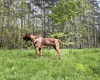 Rhodesian Ridgeback