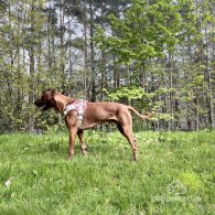 Rhodesian Ridgeback