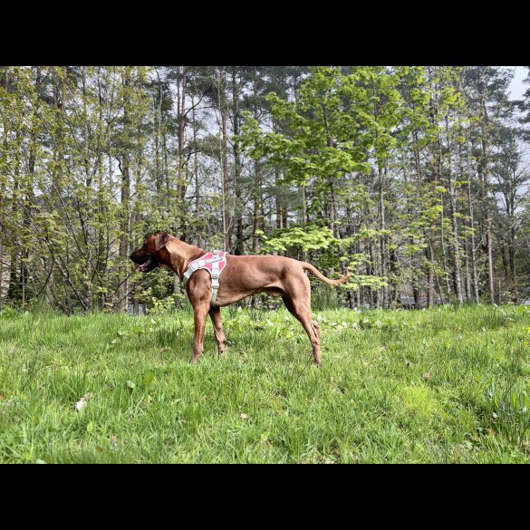 Rhodesian Ridgeback