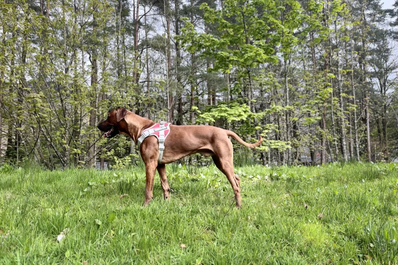 Rhodesian Ridgeback