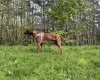 Rhodesian Ridgeback