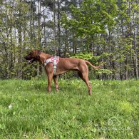 Rhodesian Ridgeback