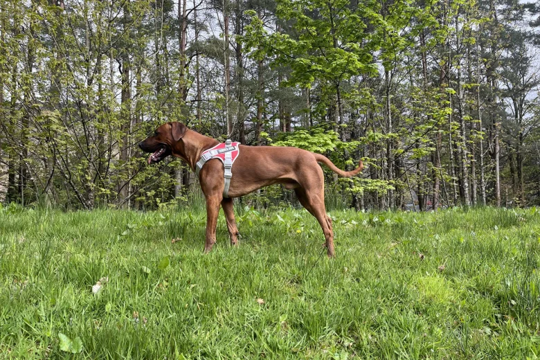Rhodesian Ridgeback