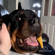 Rottweiler - Both