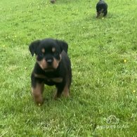 Rottweiler - Both