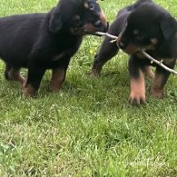 Rottweiler - Both