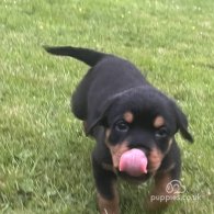 Rottweiler - Both