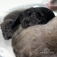 Shar Pei - Bitches