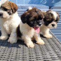 Shih Tzu - Both