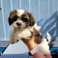 Shih Tzu - Both