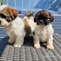 Shih Tzu - Both