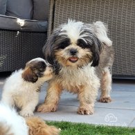 Shih Tzu - Both