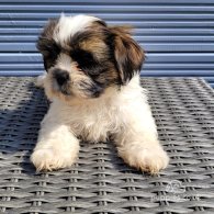 Shih Tzu - Both