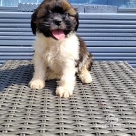 Shih Tzu - Both