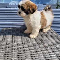 Shih Tzu - Both