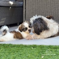 Shih Tzu - Both