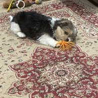 Shih Tzu - Both