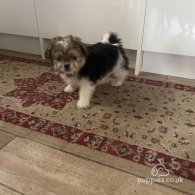 Shih Tzu - Both