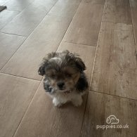 Shih Tzu - Both