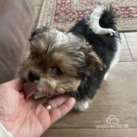 Shih Tzu - Both