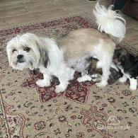 Shih Tzu - Both