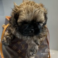 Shih Tzu - Both