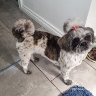 Shih Tzu - Both