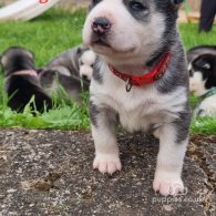 Siberian Husky - Both