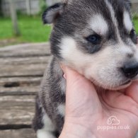 Siberian Husky - Both