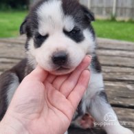 Siberian Husky - Both