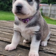 Siberian Husky - Both