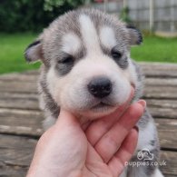 Siberian Husky - Both