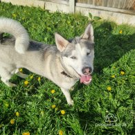 Siberian Husky - Both