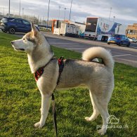 Siberian Husky - Both