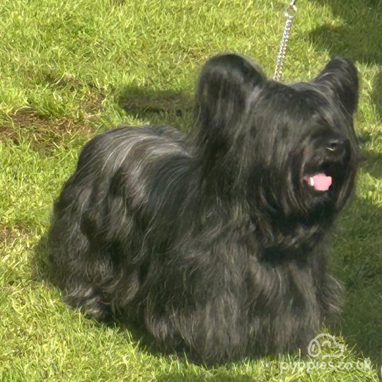 Skye Terrier - Dogs