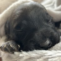 Skye Terrier - Dogs