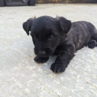 Skye Terrier - Dogs