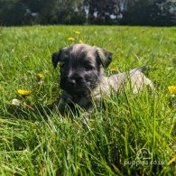 Skye Terrier - Dogs