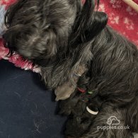 Skye Terrier - Dogs