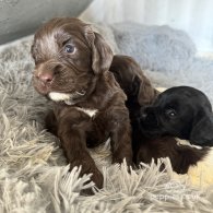 Sprocker Spaniel - Both