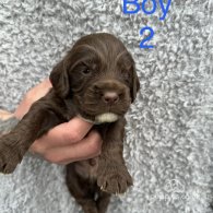 Sprocker Spaniel - Both